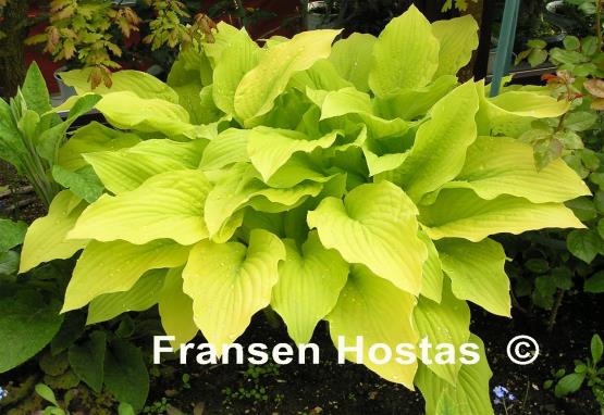 Hosta Granary Gold